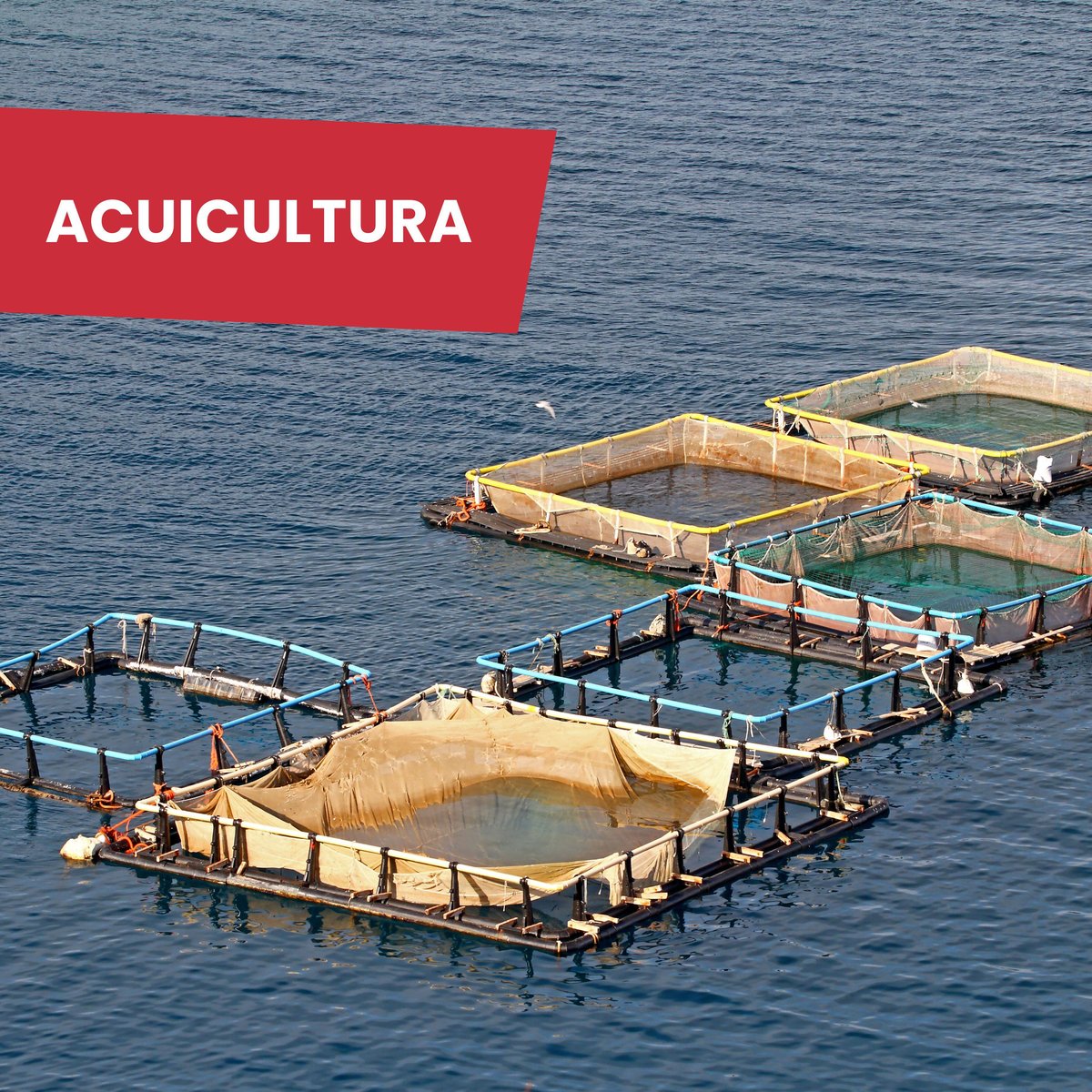 ACUICULTURA
